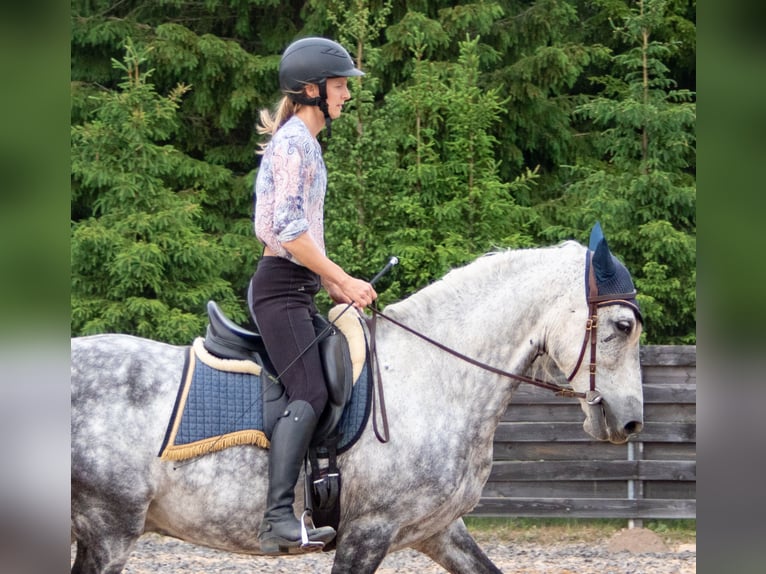 PRE Wallach 11 Jahre 157 cm Schimmel in Tartu
