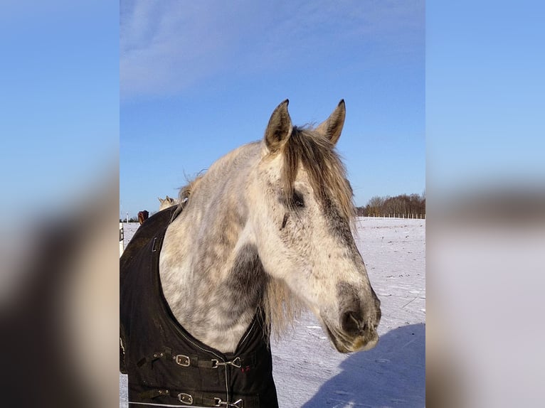 PRE Wallach 11 Jahre 157 cm Schimmel in Tartu