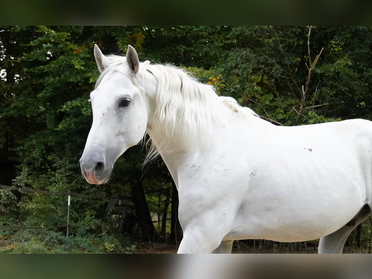PRE Wallach 11 Jahre 157 cm Schimmel in Langenaltheim