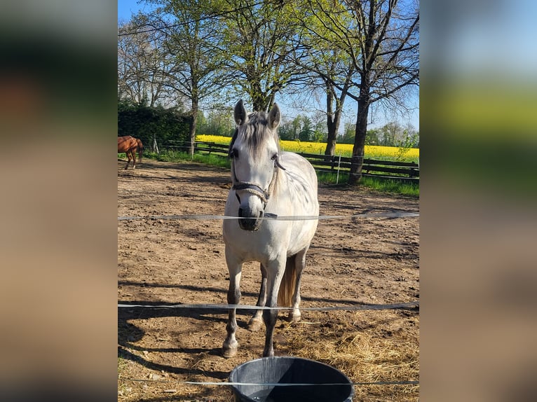 PRE Mix Wallach 11 Jahre 158 cm Apfelschimmel in Geseke