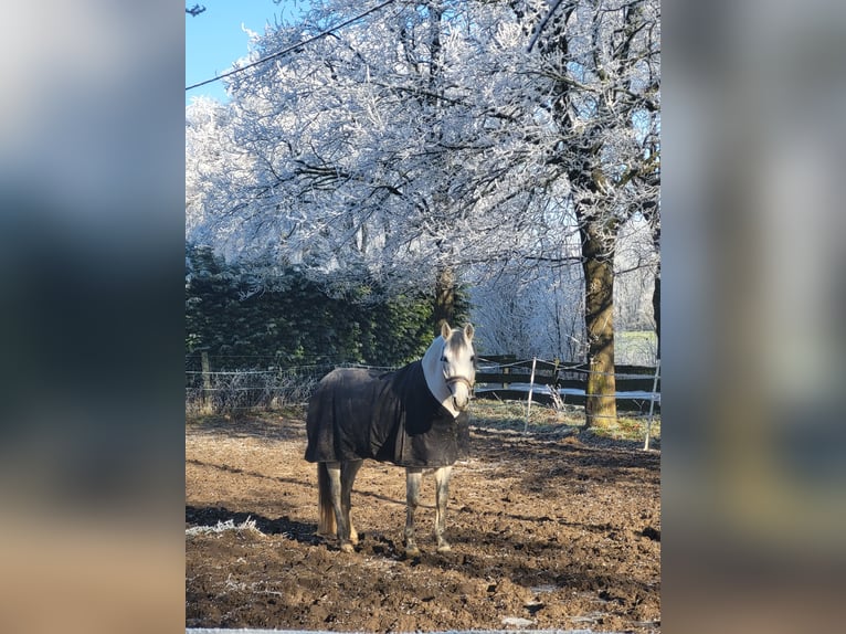 PRE Mix Wallach 11 Jahre 158 cm Apfelschimmel in Geseke
