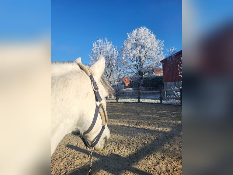 PRE Mix Wallach 11 Jahre 158 cm Apfelschimmel in Geseke