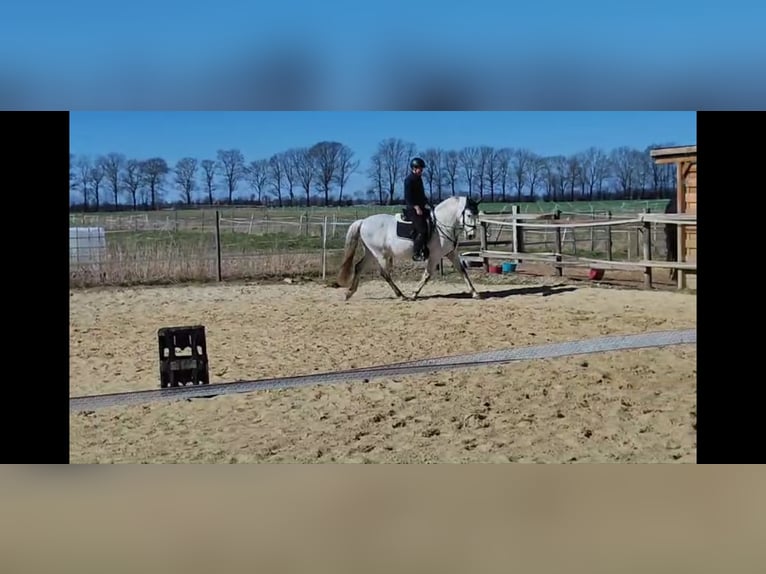 PRE Mix Wallach 11 Jahre 158 cm Apfelschimmel in Geseke