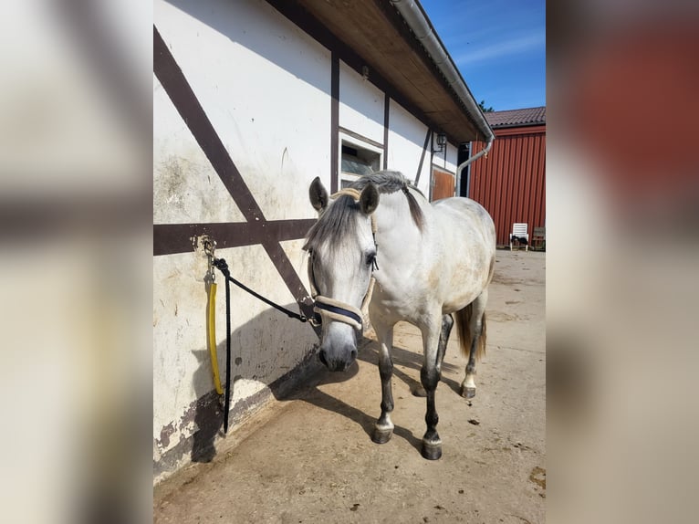 PRE Mix Wallach 11 Jahre 158 cm Apfelschimmel in Geseke