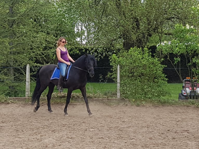 PRE Mix Wallach 11 Jahre 158 cm Rappe in Radinghem en Weppes