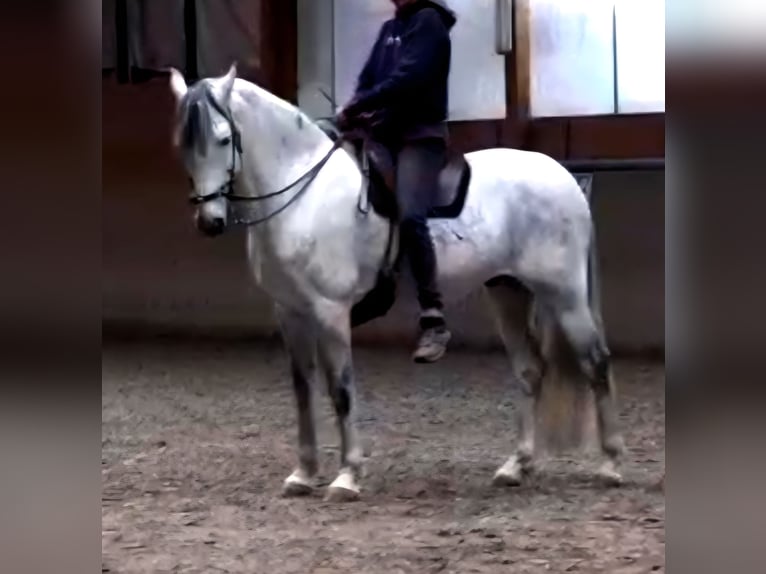 PRE Wallach 11 Jahre 159 cm Schimmel in Birkenau