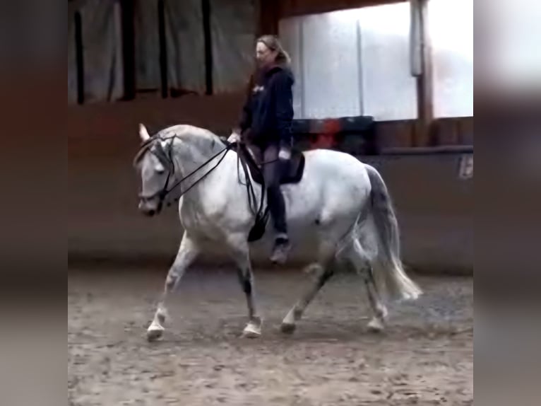 PRE Wallach 11 Jahre 159 cm Schimmel in Birkenau