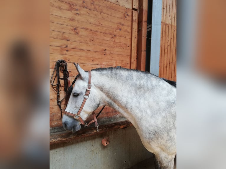 PRE Wallach 11 Jahre 159 cm Schimmel in Birkenau