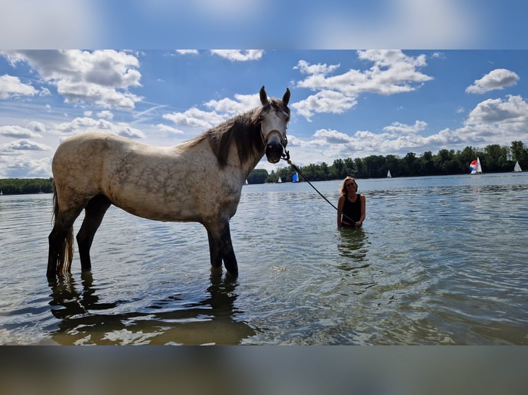PRE Wallach 11 Jahre 159 cm Schimmel in Birkenau
