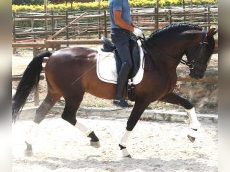 PRE Mix Wallach 11 Jahre 160 cm Rotbrauner in BARCELONA