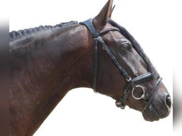 PRE Mix Wallach 11 Jahre 160 cm Rotbrauner in BARCELONA