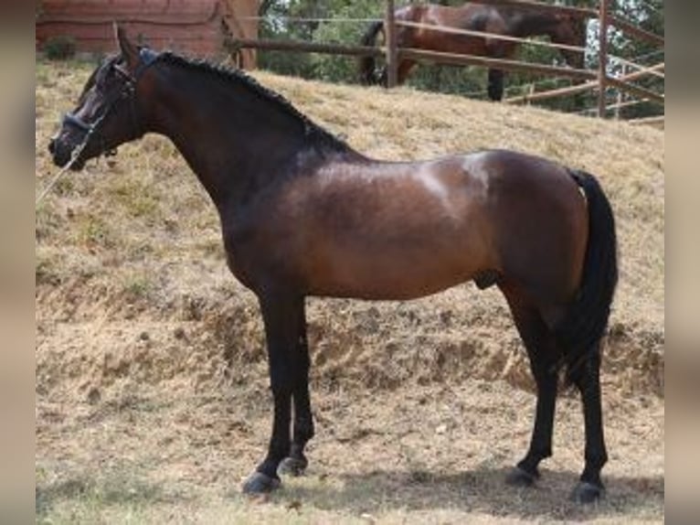 PRE Mix Wallach 11 Jahre 160 cm Rotbrauner in BARCELONA