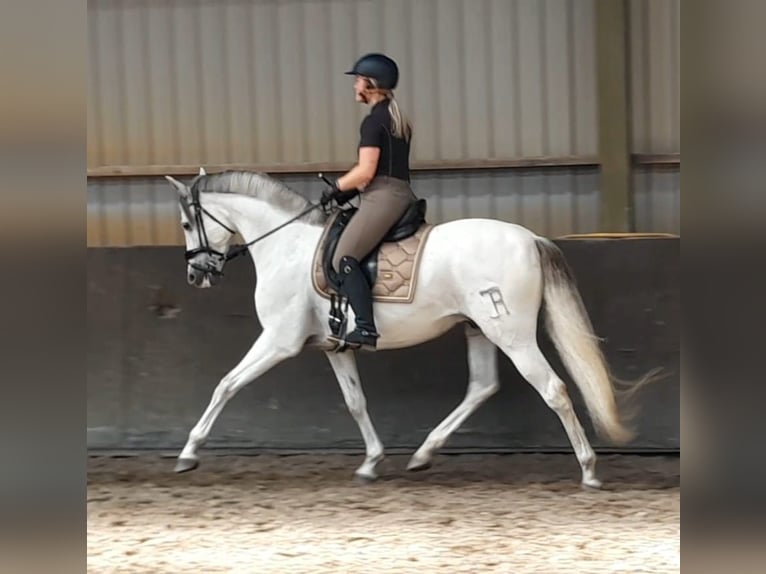 PRE Mix Wallach 11 Jahre 160 cm Schimmel in Elst