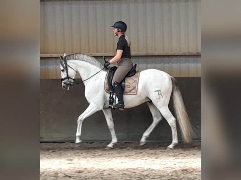 PRE Mix Wallach 11 Jahre 160 cm Schimmel in Elst