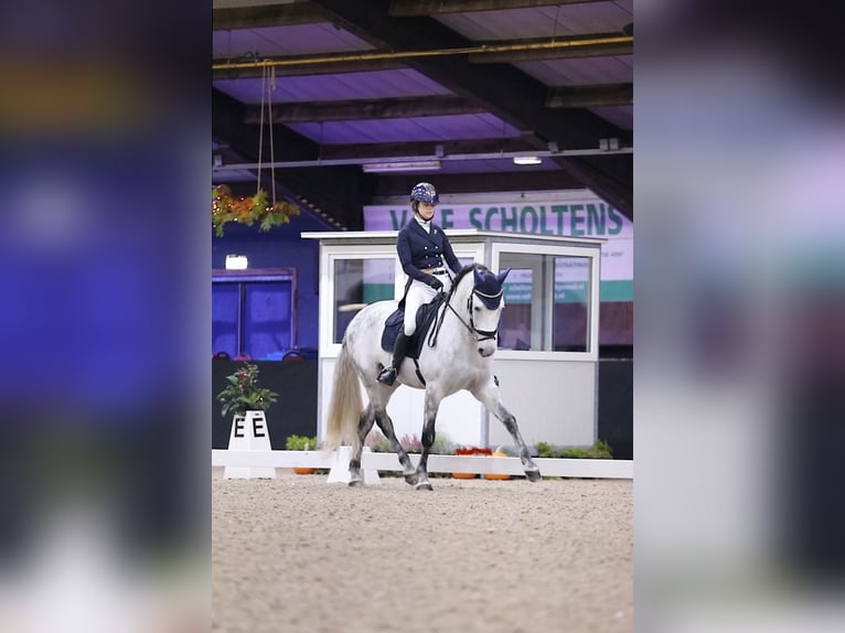 PRE Mix Wallach 11 Jahre 162 cm Apfelschimmel in Biezenmortel