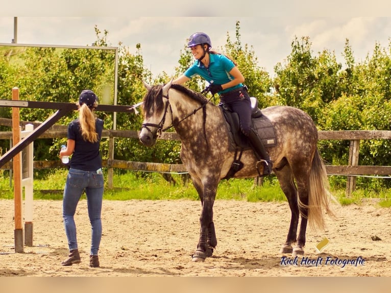 PRE Mix Wallach 11 Jahre 162 cm Apfelschimmel in Biezenmortel