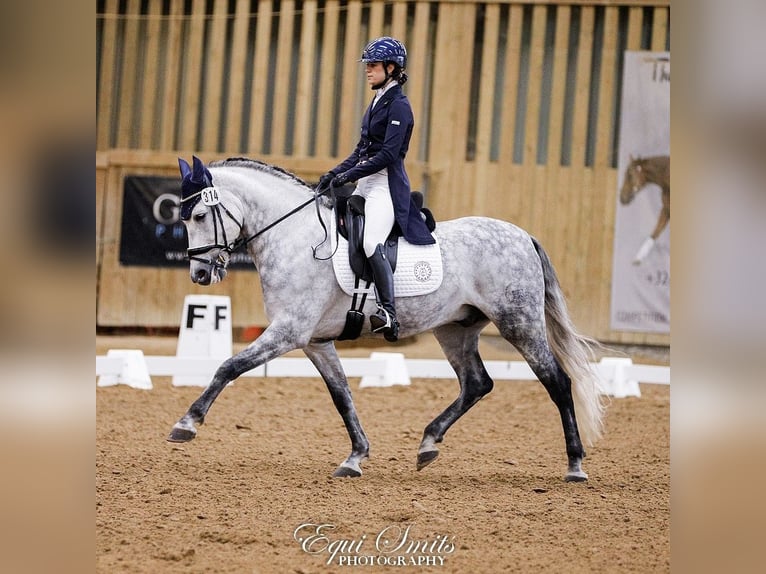 PRE Mix Wallach 11 Jahre 162 cm Apfelschimmel in Biezenmortel