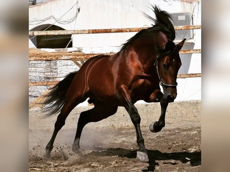 PRE Wallach 11 Jahre 162 cm Brauner in Eltville am Rhein