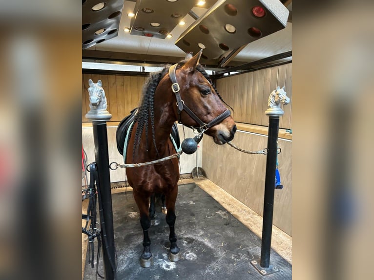 PRE Mix Wallach 11 Jahre 162 cm Brauner in Quenast