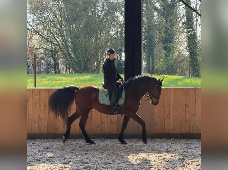 PRE Wallach 11 Jahre 162 cm Brauner in Quenast
