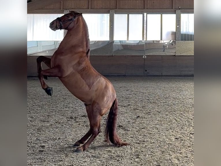 PRE Mix Wallach 11 Jahre 162 cm Fuchs in Böheimkirchen
