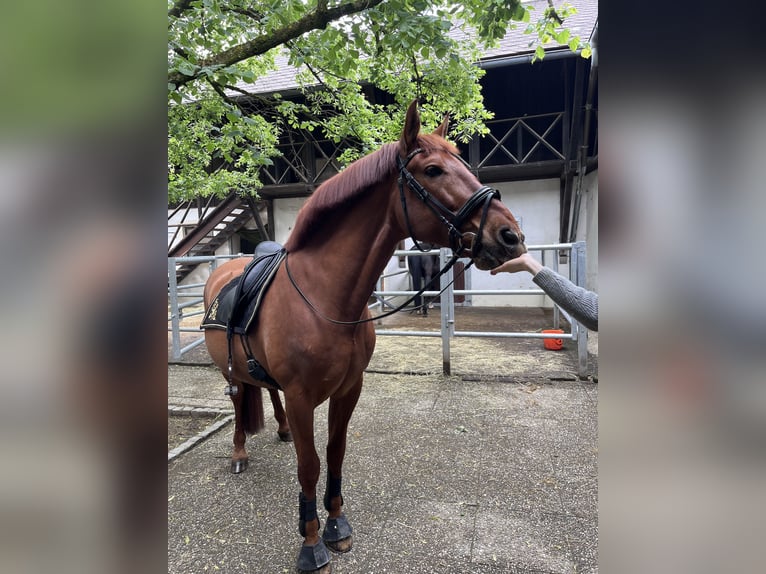 PRE Mix Wallach 11 Jahre 162 cm Fuchs in Böheimkirchen