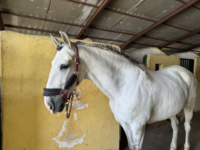 PRE Mix Wallach 11 Jahre 162 cm Schimmel in Dueñas