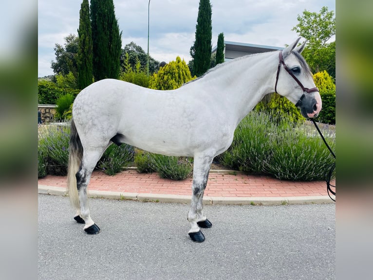 PRE Mix Wallach 11 Jahre 162 cm Schimmel in Dueñas