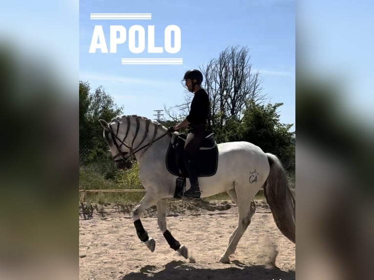 PRE Mix Wallach 11 Jahre 162 cm Schimmel in Dueñas