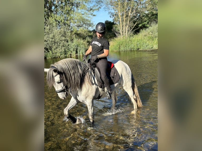 PRE Mix Wallach 11 Jahre 162 cm Schimmel in Dueñas