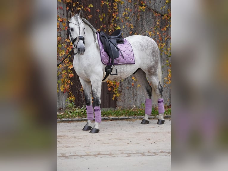 PRE Mix Wallach 11 Jahre 162 cm Schimmel in Steinen