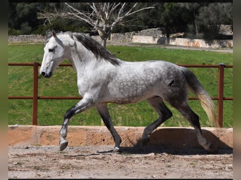 PRE Mix Wallach 11 Jahre 162 cm Schimmel in Steinen
