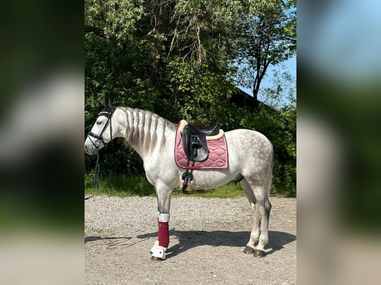 PRE Mix Wallach 11 Jahre 162 cm Schimmel in Steinen