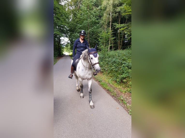 PRE Wallach 11 Jahre 162 cm Schimmel in Steinen