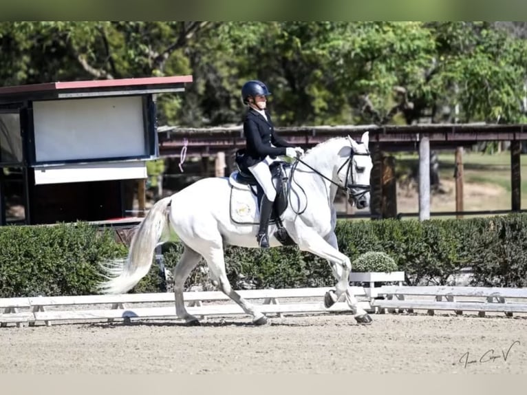 PRE Wallach 11 Jahre 164 cm Schimmel in Bollullos De La Mitacion
