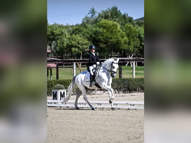 PRE Wallach 11 Jahre 164 cm Schimmel in Bollullos De La Mitacion
