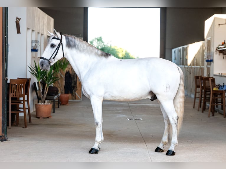 PRE Wallach 11 Jahre 164 cm Schimmel in Bollullos De La Mitacion