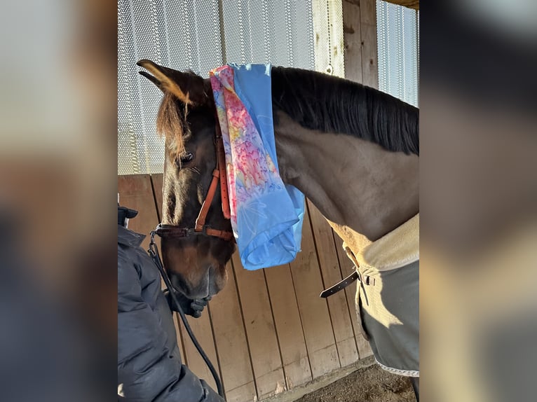 PRE Mix Wallach 11 Jahre 165 cm Brauner in Puschendorf