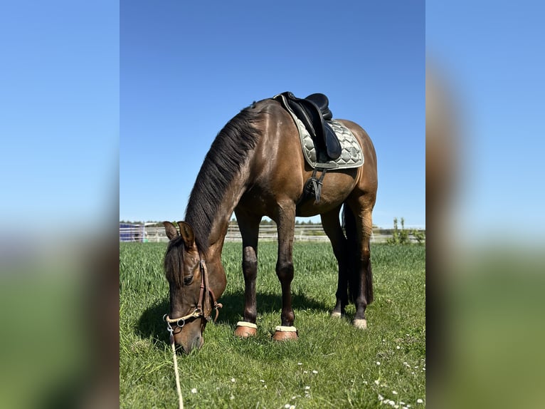 PRE Mix Wallach 11 Jahre 165 cm Brauner in Puschendorf