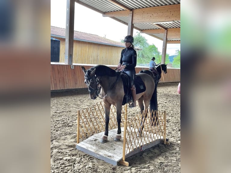PRE Mix Wallach 11 Jahre 165 cm Brauner in Puschendorf