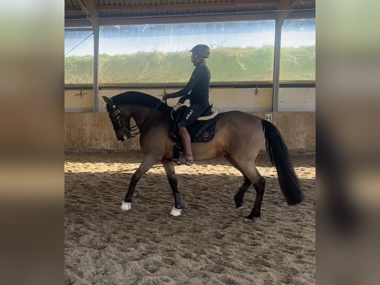 PRE Mix Wallach 11 Jahre 165 cm Brauner in Puschendorf