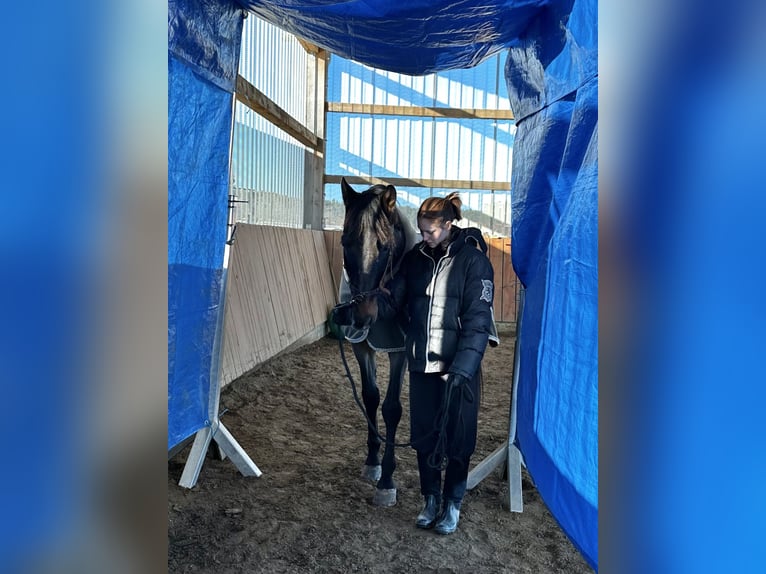 PRE Mix Wallach 11 Jahre 165 cm Brauner in Puschendorf