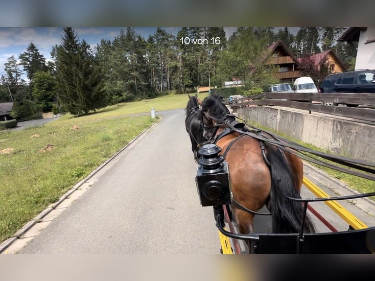 PRE Mix Wallach 11 Jahre 165 cm Brauner in Hille