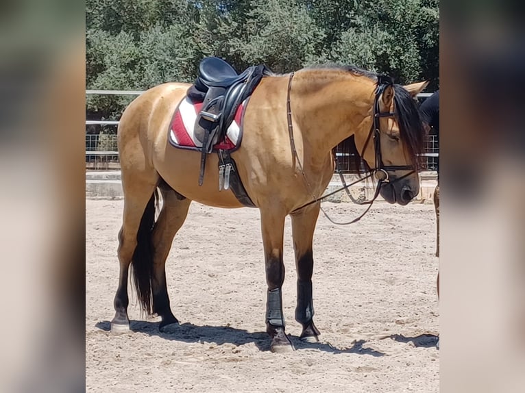 PRE Mix Wallach 11 Jahre 165 cm Buckskin in Palma De Mallorca
