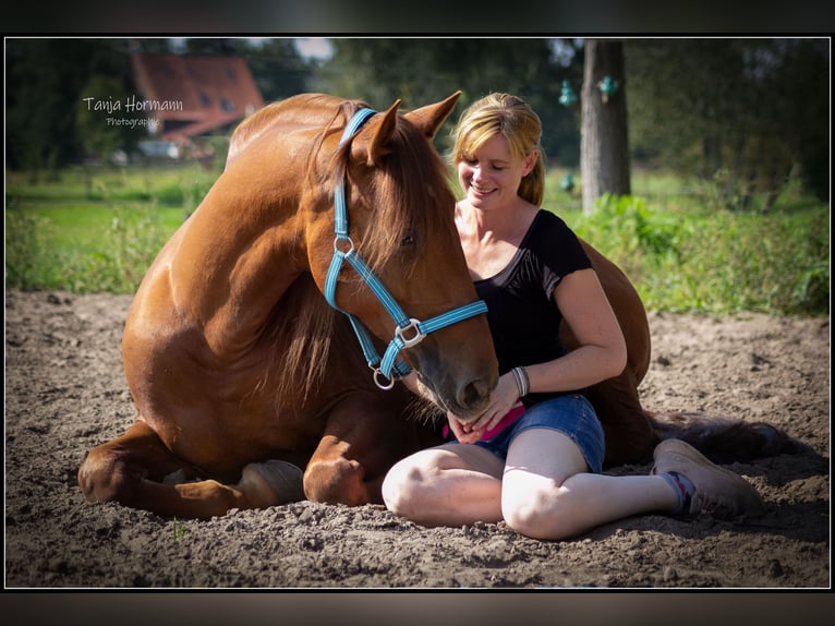 PRE Mix Wallach 11 Jahre 165 cm Fuchs in Spenge