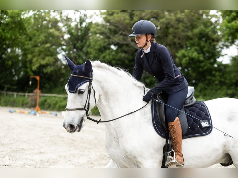 PRE Wallach 11 Jahre 165 cm Schimmel in Lorsch