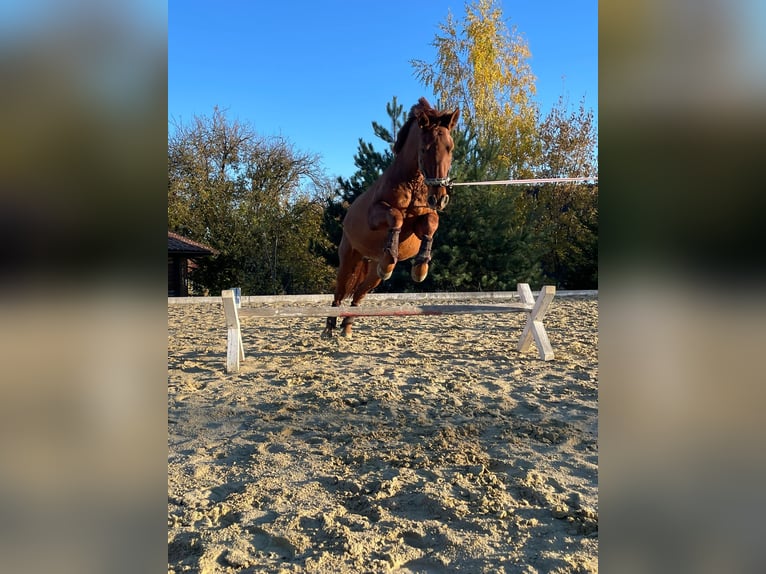 PRE Wallach 11 Jahre 167 cm Fuchs in Pöttendorf