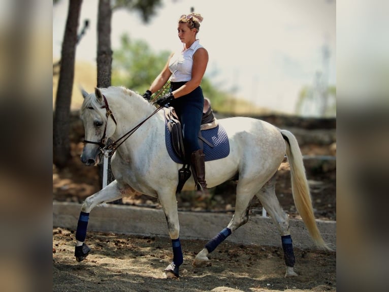 PRE Mix Wallach 11 Jahre 168 cm in Valencia