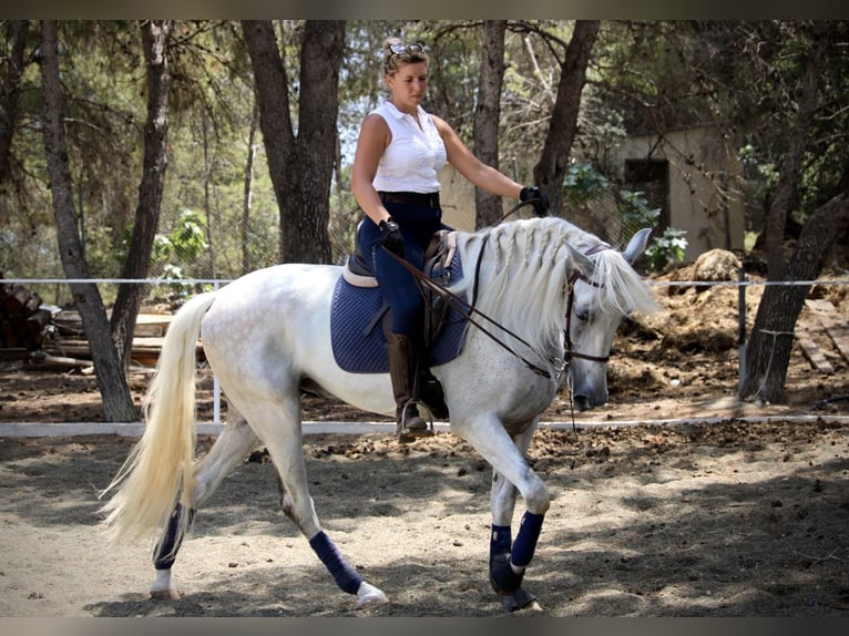 PRE Mix Wallach 11 Jahre 168 cm Schimmel in Valencia