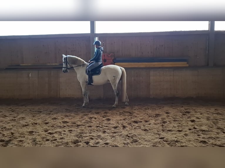 PRE Wallach 11 Jahre 168 cm Schimmel in Lonsee